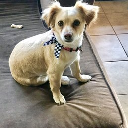 Duke looks like a puppy again. Duke looks like a puppy again.