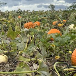 French Prairie Gardens - Lots of pumpkin