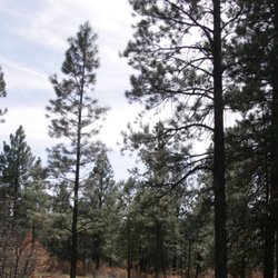 Like to Hunt - Trees