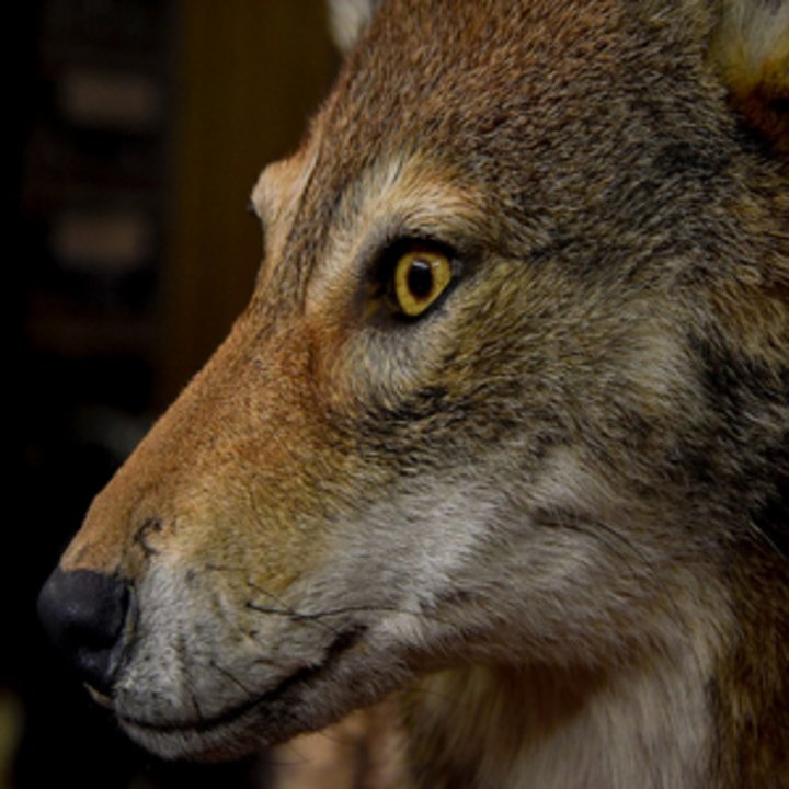 Wildlife Creations Taxidermy Studio - taxidermy in Pittsburgh, PA