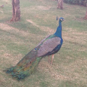 Smith's Tropical Paradise - Gorgeous property pets - Botanical Gardens Near Me - Kapaa, Hawaii