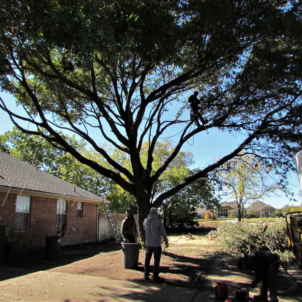 J&J Professional Tree Service - Tree Services Near Me J&J Professional Tree Service - Tree Services Near Me