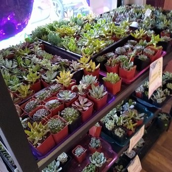 Zinks Town - Succulents - Art Galleries Near Me - Albuquerque, New Mexico