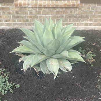 Moon Valley Nurseries - Whales Tongue Agave - Nurseries & Gardening Near Me - Austin, Texas Moon Valley Nurseries - Whales Tongue Agave - Nurseries & Gardening Near Me - Austin, Texas