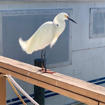 Casey Key Fish House - Seafood Near Me - Osprey, Florida