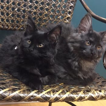 Majestic Maine Coons - Pet Breeders Near Me - Cedar Hill, Texas Majestic Maine Coons - Pet Breeders Near Me - Cedar Hill, Texas