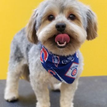 Shorty Styles - Wicket with the feel good cut! - Pet Groomers Near Me - Chicago, Illinois Shorty Styles - Wicket with the feel good cut! - Pet Groomers Near Me - Chicago, Illinois