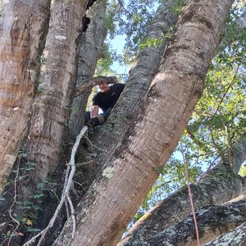 A Unity Tree Service - Had to go up and make so the tree - Tree Services Near Me - Lumberton, Texas