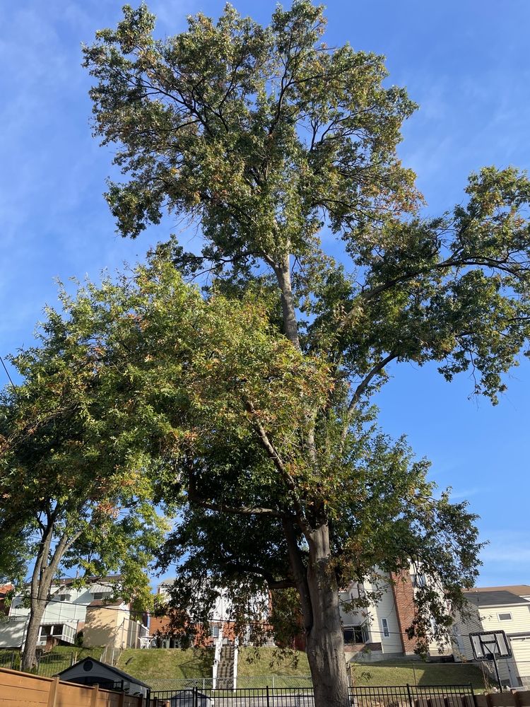 Walt's Tree Service - tree service in Silver Spring, MD