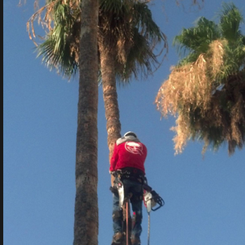 Andre Tree Services - Tree Services Near Me Andre Tree Services - Tree Services Near Me