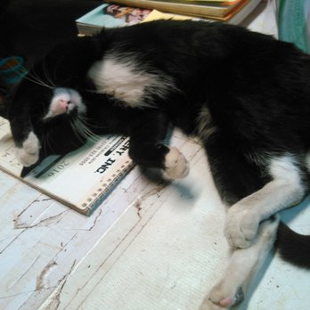 Sunflower Farms - Sunflower Farm cat taking a loooong nap on the sales counter...cat heaven. - Nurseries & Gardening Near Me - Torrance, California Sunflower Farms - Sunflower Farm cat taking a loooong nap on the sales counter...cat heaven. - Nurseries & Gardening Near Me - Torrance, California