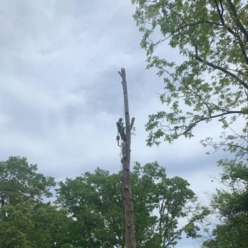 Leo's Tree Service - a man on top of a tree - Landscaping Near Me