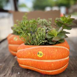 Skokie Farmers Market - June 2023 Planters  M&D Farms