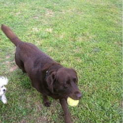 The Meadows Canine Camp - The meadows has a tennis ball machine that I can't wait to play with.