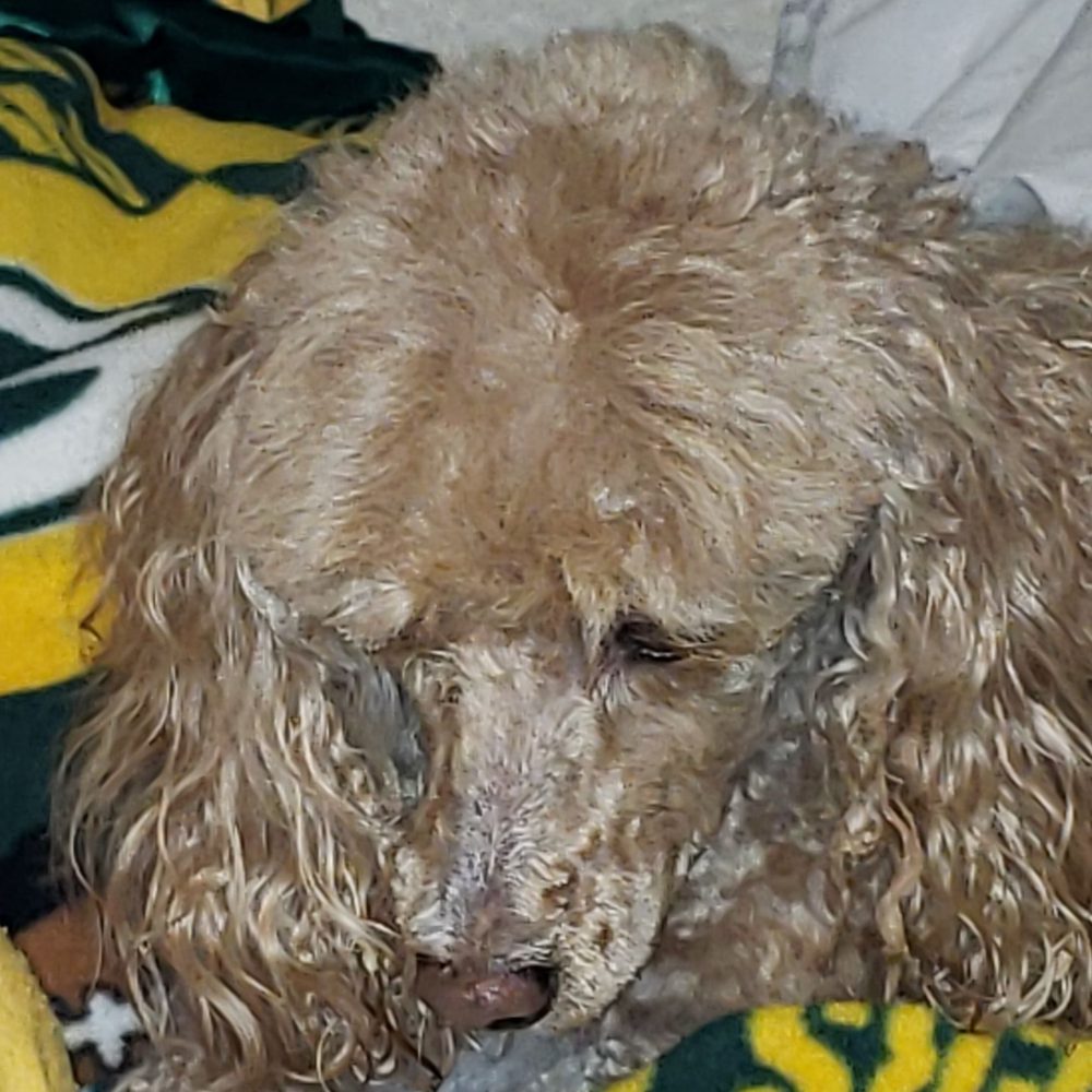 Furry Beginnings - Uneven, sloppy work. - Pet Groomers Near Me - Gilbert, Arizona