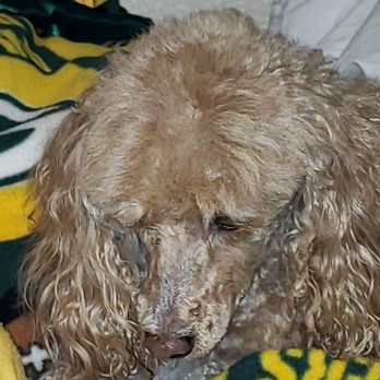 Furry Beginnings - Uneven, sloppy work. - Pet Groomers Near Me - Gilbert, Arizona