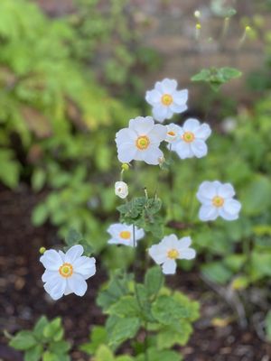 Lewis Ginter Botanical Garden by null