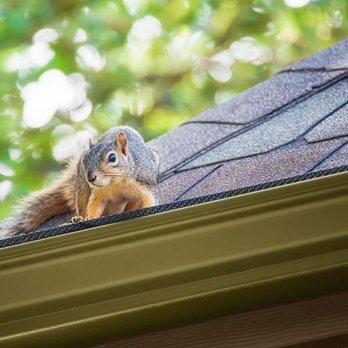 Pest Patrol - Pest Control Near Me - Johnston, Rhode Island Pest Patrol - Pest Control Near Me - Johnston, Rhode Island