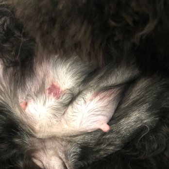 Brooklyn Pet Spa - Those are marks from restrictions they used - Pet Groomers Near Me - Brooklyn, New York