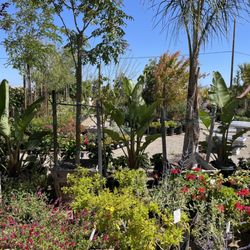 Whispering Tree Nursery