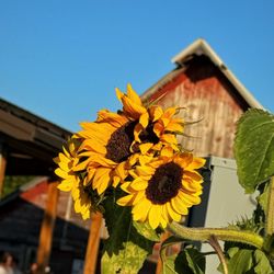 Luna Valley Pizza Farm - Life on the farm