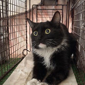 Altered Tails - Community cat for TNR appointment (Trap.Neuter.Return) - Veterinarians Near Me - Phoenix, Arizona Altered Tails - Community cat for TNR appointment (Trap.Neuter.Return) - Veterinarians Near Me - Phoenix, Arizona