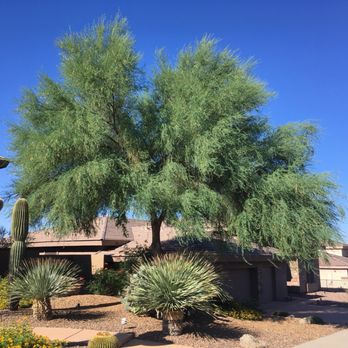 Moon Valley Nurseries - Before and After Bobby and his crew trimmed our beautiful tree! - Nurseries & Gardening Near Me - Phoenix, Arizona Moon Valley Nurseries - Before and After Bobby and his crew trimmed our beautiful tree! - Nurseries & Gardening Near Me - Phoenix, Arizona