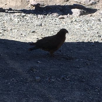 Milford Sound - Bird only 89 exist - Tours Near Me - Queenstown, STL Milford Sound - Bird only 89 exist - Tours Near Me - Queenstown, STL