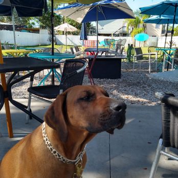 Lazy Gator - Cocktail Bars Near Me - Ruskin, Florida Lazy Gator - Cocktail Bars Near Me - Ruskin, Florida