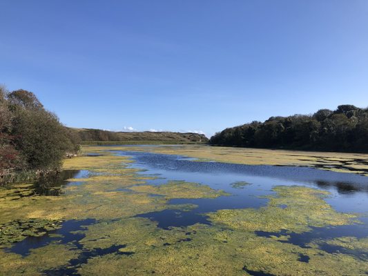 Bosherston Lily Ponds by null