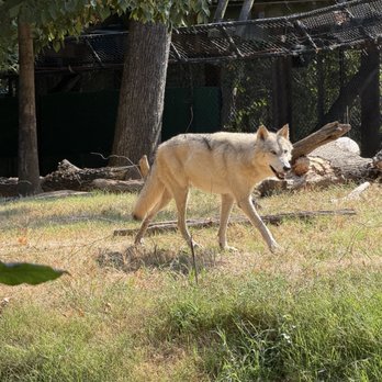 Memphis Zoo - Wolf - Zoos Near Me - Memphis, Tennessee Memphis Zoo - Wolf - Zoos Near Me - Memphis, Tennessee