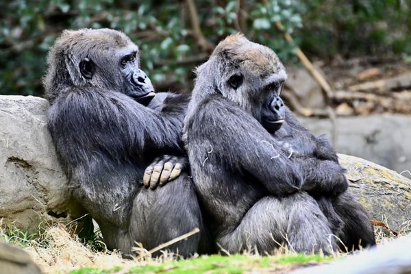 Zoo Atlanta by null