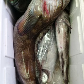 Riptide Charters - Limits of lings on the riptide. - Fishing Near Me - Half Moon Bay, California