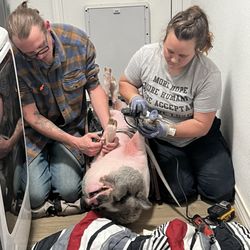 Her Animals Hoof Care - Very loving and caring. Don't pay attention to the dramatic look on his face. They were calm, spoke to him nicely and very thorough.
