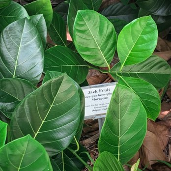 ECHO Global Farm - Amazing jack fruit tree - Community Service/Non-Profit Near Me - North Fort Myers, Florida