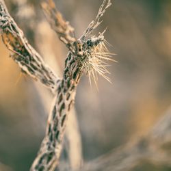 Pahranagat National Wildlife Refuge