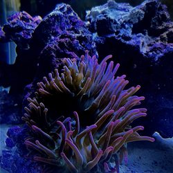 Shillington Aquariums