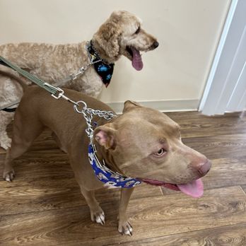 Sam’s Dog Grooming - Pet Groomers Near Me - Tujunga, California