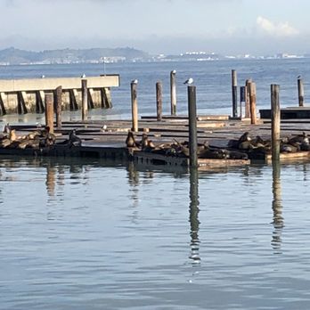 PIER 39 - Sea Lions resting on the pier - Shopping Centers Near Me - San Francisco, California PIER 39 - Sea Lions resting on the pier - Shopping Centers Near Me - San Francisco, California