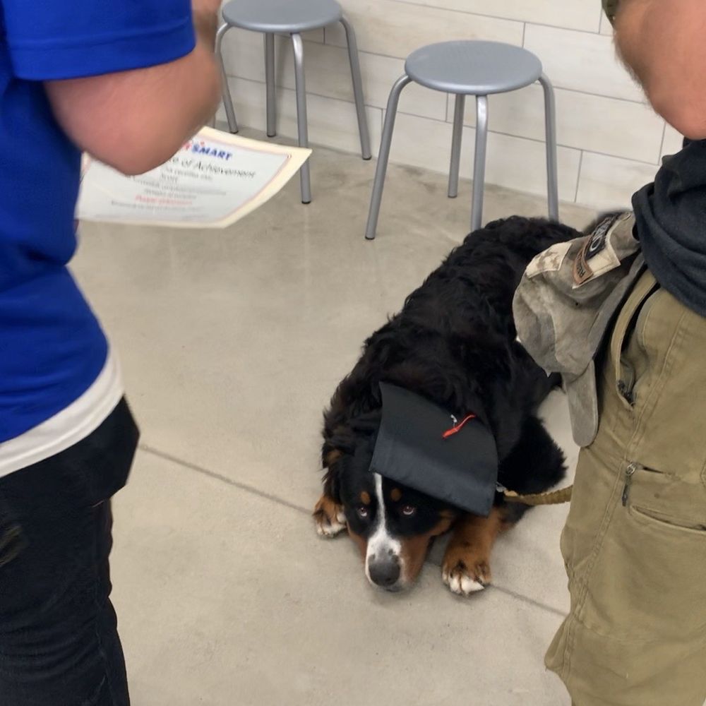 PetSmart - Puppy training Graduation (with awesome Clint) - Pet Stores Near Me - Kokomo, Indiana PetSmart - Puppy training Graduation (with awesome Clint) - Pet Stores Near Me - Kokomo, Indiana