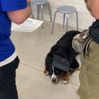 PetSmart - Puppy training Graduation (with awesome Clint) - Pet Stores Near Me - Kokomo, Indiana PetSmart - Puppy training Graduation (with awesome Clint) - Pet Stores Near Me - Kokomo, Indiana