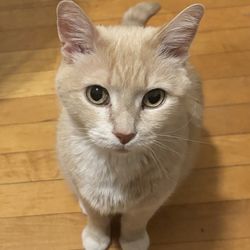 While You Were Out Pet Sitting Services, LLC