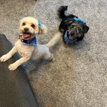 The Puppy Parlor - Pet Groomers Near Me - Lenexa, Kansas