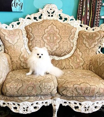 We're Here to Cater to all of Your Furry Babie Grooming Needs! Call Us to Book Appointment Today! - Doggie Avenue was established in 2007. It is a full-service dog grooming and select retail boutique specializing primarily in canine breeds – including pedigree, rare breeds, mixed and rescue. Cats are also welcome.

Since the inception of DA, its superb reputation has been based on first-class customer service, its love of animals and its professional and knowledgeable staff – including loyal, experienced groomers who love what they do and take pride in their accomplishments.

As an original customer of Doggie Avenue and an owner of three Coton de Tulears (Lambert, Petula and Miette) and one home-grown Doggie Avenue Yorkie (Crouton aka “Croutie”), who sadly left me with a broken heart in August 2022, my love for dogs and commitment to perfection is reflected by the staff and DA’s welcome environment.

After nearly six years of ownership, DA lost its lease to the original location on Magnolia Blvd. It took ten (10) months looking for another location, while negotiating with the landlord to extend our lease, multiple disappointments, emotional ups and downs, being told by the City that potential properties were not officially zoned for animals, and many rejections from landlords not wanting to lease space for doggie occupancy.  Determined to remain in the City of Burbank to accommodate our loyal patrons–many who reside in Burbank–and on the verge of permanently closing the business, I finally struck gold! It was worth the wait, and the stress. Construction is almost complete and as of September 22, 2022, we will open in our sparkling new building–a major upgrade for DA–and “superior” location with ample parking on Victory Blvd. Our new address is listed below; our phone number remains the same. We are excited to better serve our VIP customers (“Very Important Pups”) and their owners.

We look forward to sharing a new chapter with our loyal long-time customers and those who are “new” to Doggie Avenue.

Donna Currie, CCAM–Owner

A friendly reminder: We reserve the right to refuse acceptance of aggressive dogs. We recommend that the owners of problematic pets deliver their pets pre-sedated, administered by a veterinarian or by the pet owner. The staff at Doggie Avenue WILL NOT accept any responsibility to administer any meds delivered with the pet provided by the pet owner.