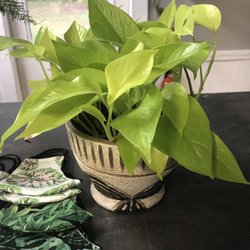 Green Aura - Neon Pothos