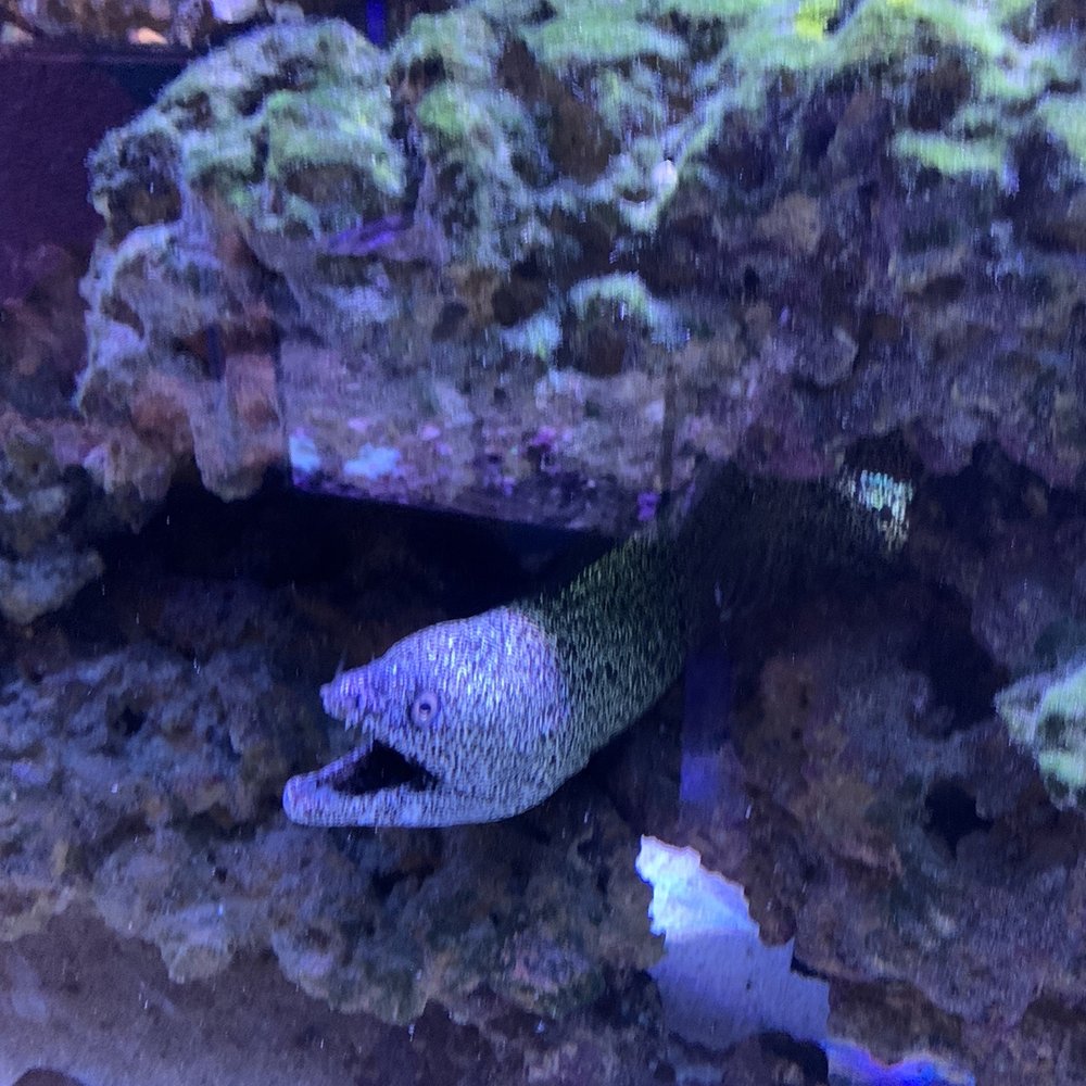 Aquatic Critter - Aquarium Services Near Me - Nashville, Tennessee