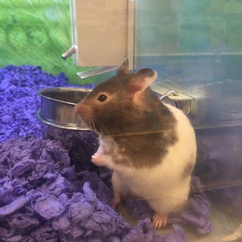 PetSmart - Smile - Pet Stores Near Me - Huntington Beach, California