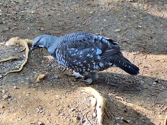 Kootenay National Park by null