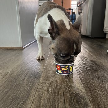 Dutch Bros Coffee - Saylor enjoying her Special Treat from Dutch Bros today - Coffee & Tea Near Me - North Las Vegas, Nevada Dutch Bros Coffee - Saylor enjoying her Special Treat from Dutch Bros today - Coffee & Tea Near Me - North Las Vegas, Nevada