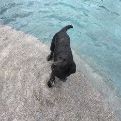 All Pool Services